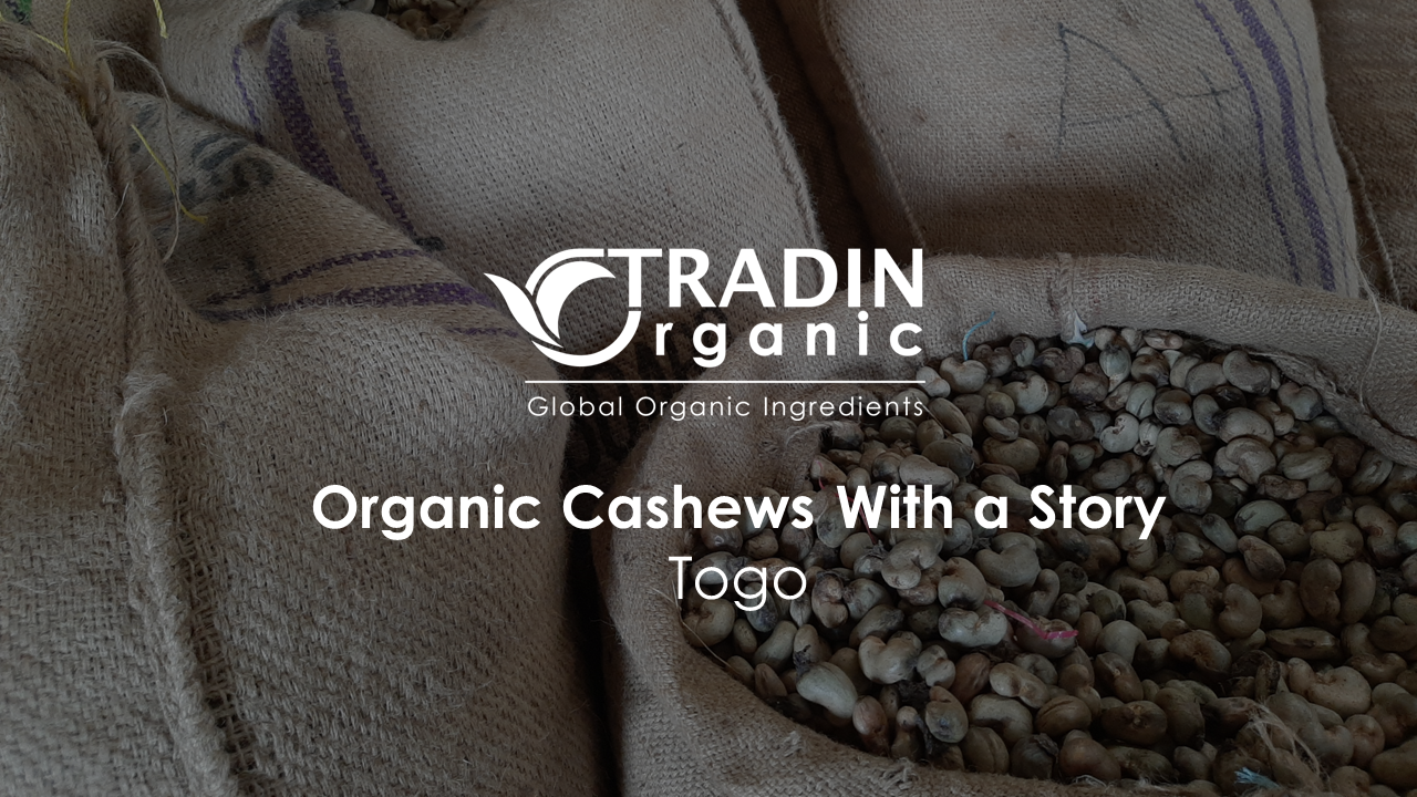 Organic Cashews from Togo - 2023